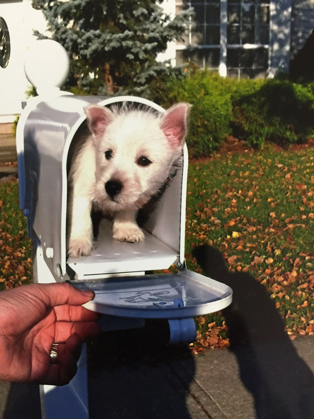 Hayatı Anlamaya Çalışan 18 Meraklı Yavru Köpek 17